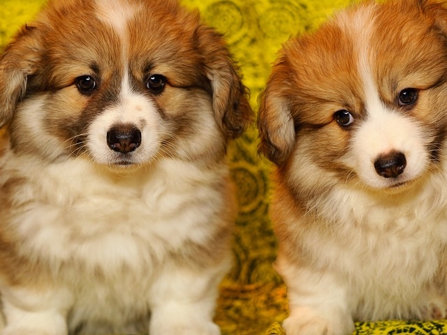 Corgi
