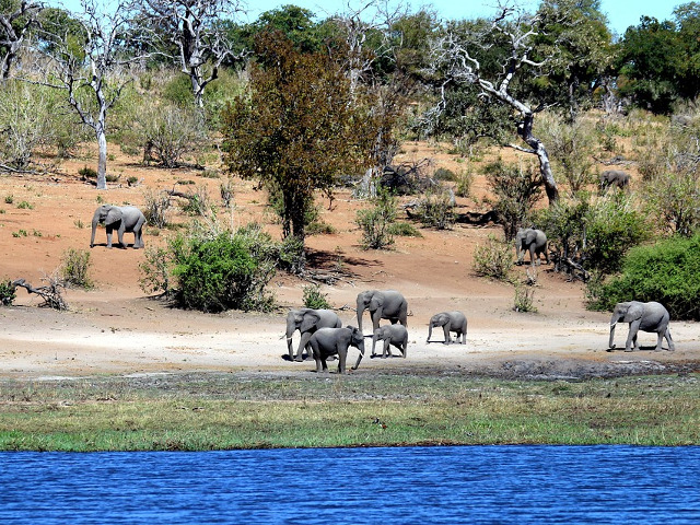 Elefanti in Botswana