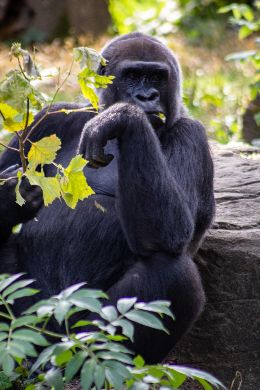 O gorila destul de relaxata