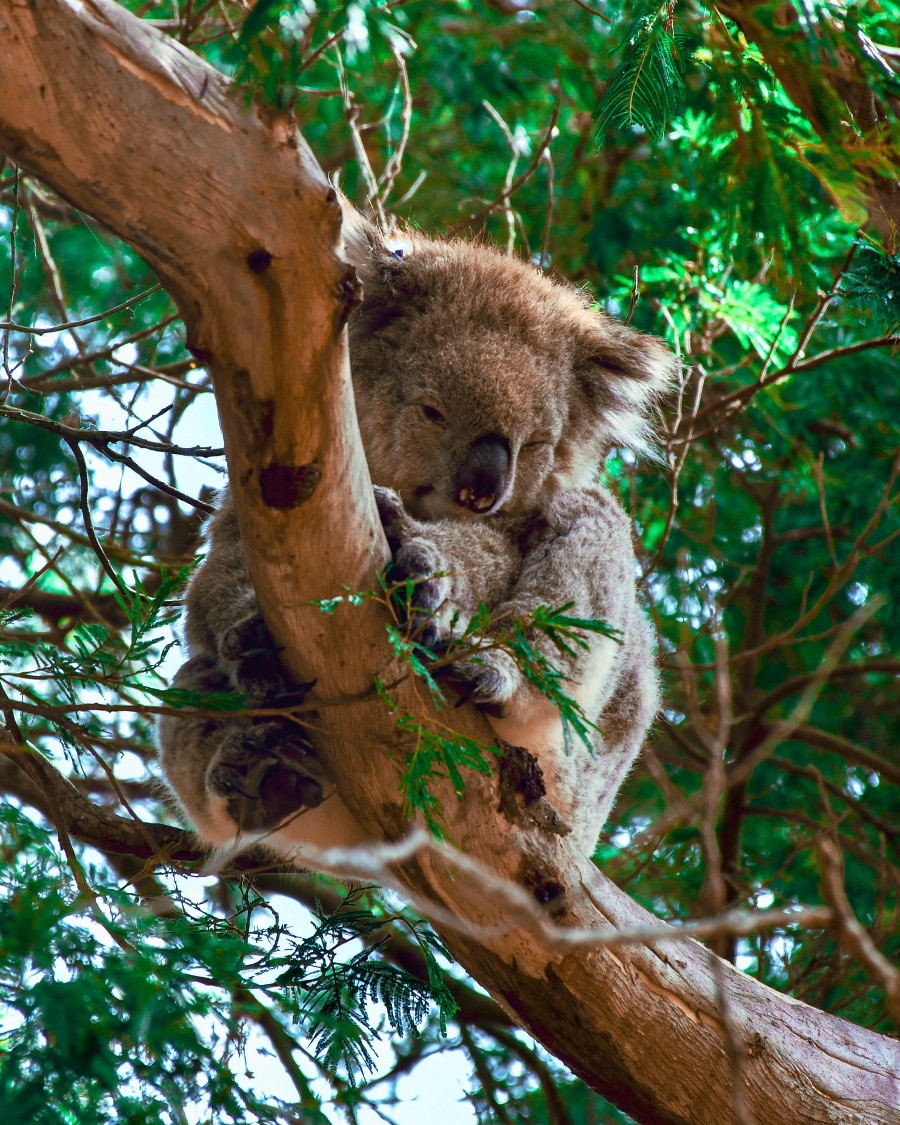 Un urs koala ce pare pus pe sotii