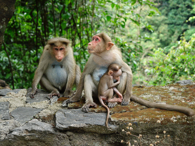 O familie de maimute