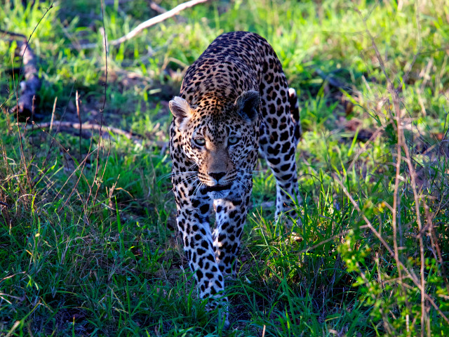 Leoprad in Africa de Sud