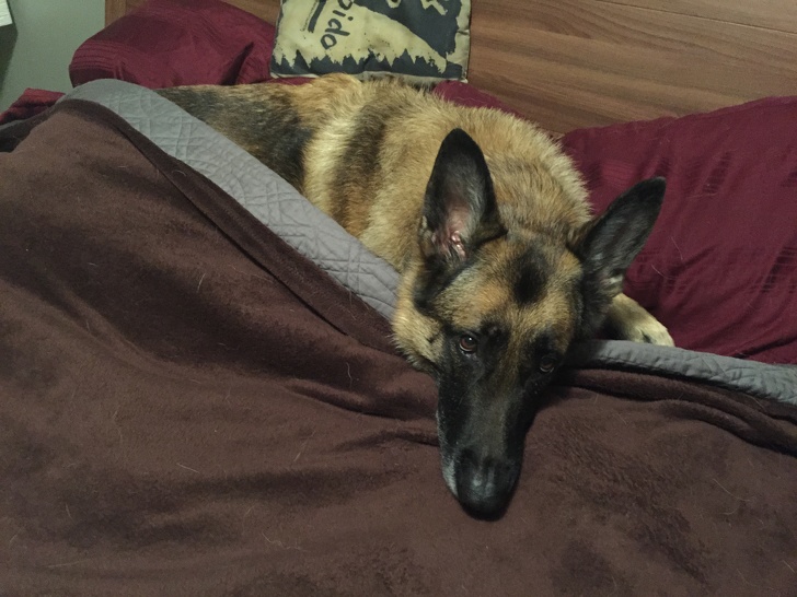 Isi asteapta stapanul sa vina la culcare