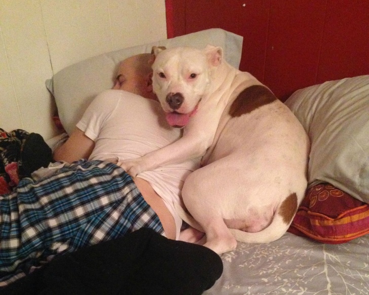 Un caine "indragostit" de iubitul stapanei sale