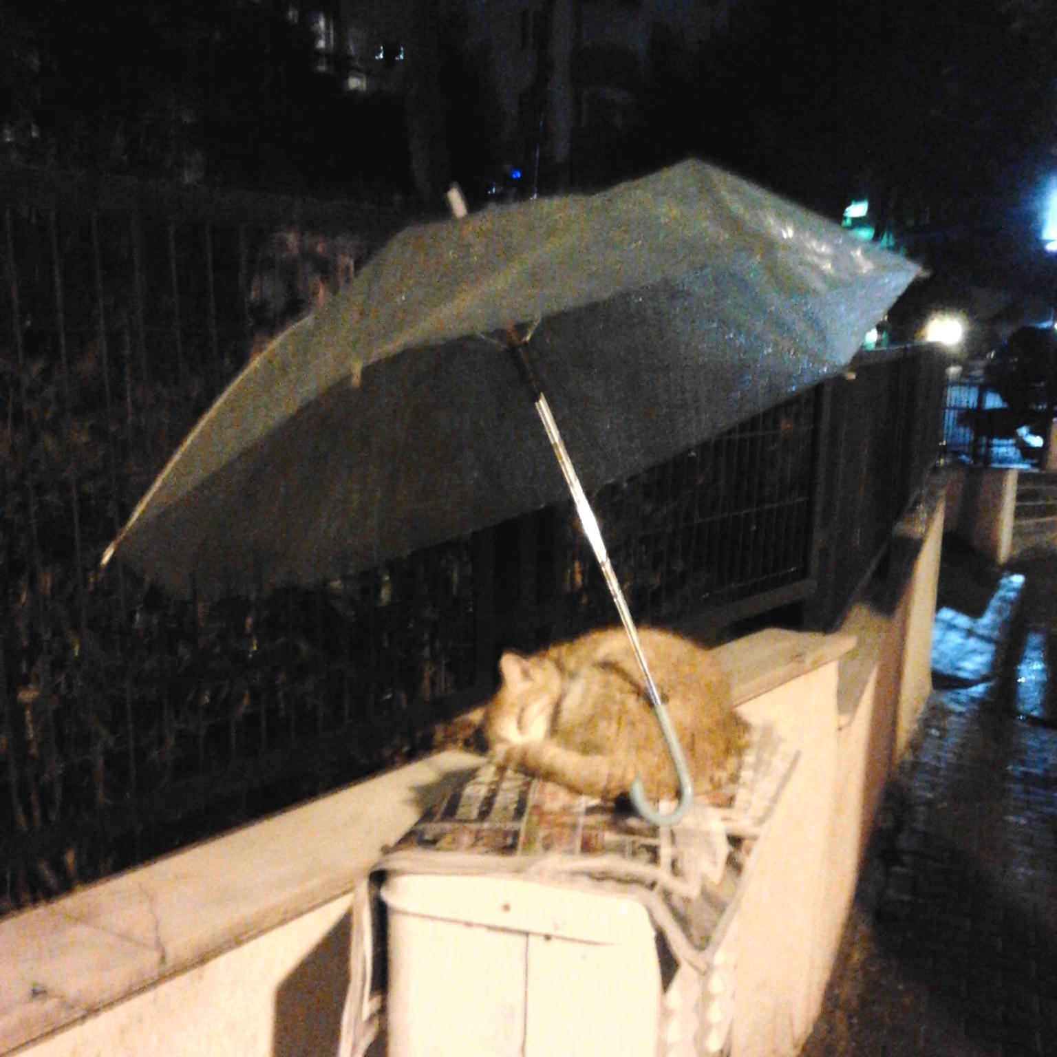 Pisica ferita de ploaie, pentru ca un strain a pus langa ea o umbrela