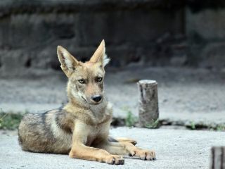 Caine al strazii sau...coiot?