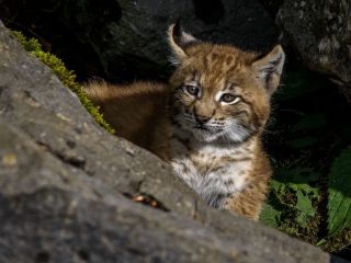 Este o pisi-catastrofa