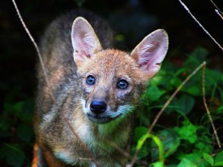 Doar arata ca niste caini...