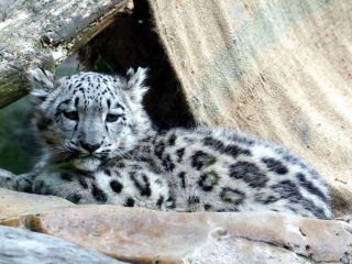 Pui de pisica sau leoparzi?