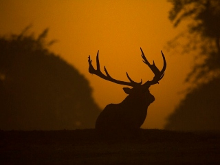 Amenintarile asupra vietii salbatice