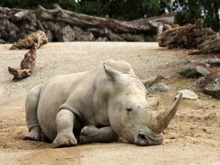 Adaptarea la incalzirea globala