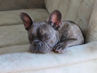 Bulldog Francez