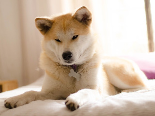 Akita