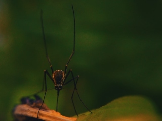 Un costum facut impotriva malariei