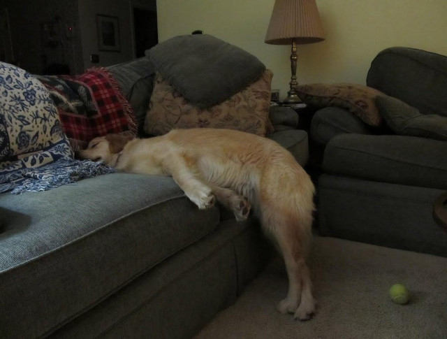 Un caine care nu are voie sa doarma pe canapea reuseste sa gaseasca, totusi, o solutie