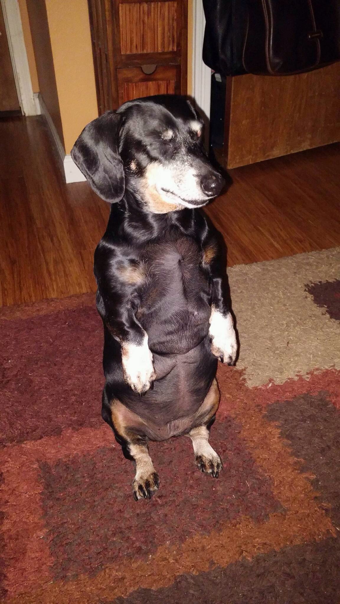 Unii catelusi adorm chiar si din picioare