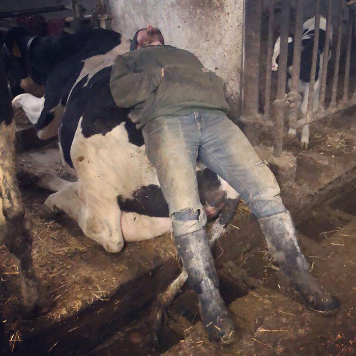 Cand ai o zi grea, poti adormi oriunde. Chiar si pe o vaca!