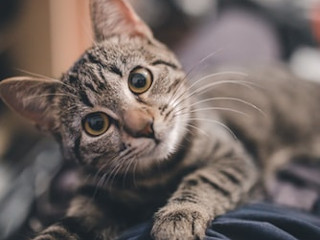 Poti ghici personalitatea pisicii dupa culoarea blanii