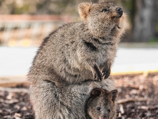 Quokka, un animal care pare mereu ca zambeste