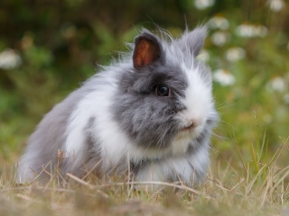 Cuvant pentru pofta de a lua in brate ceva dragut