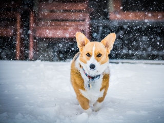 Cadoul de la zane pentru oameni