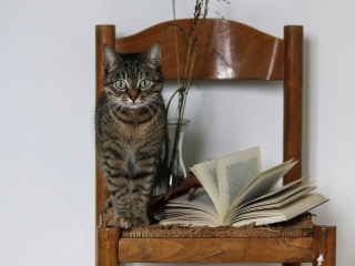 Pisicile ne aduc cadouri