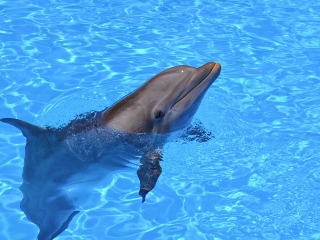 Delfinii isi dau nume unul altuia