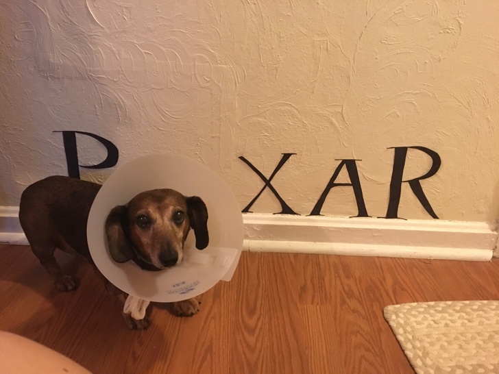 Catelusul era bolnav, iar stapanii s-au amuzat putin