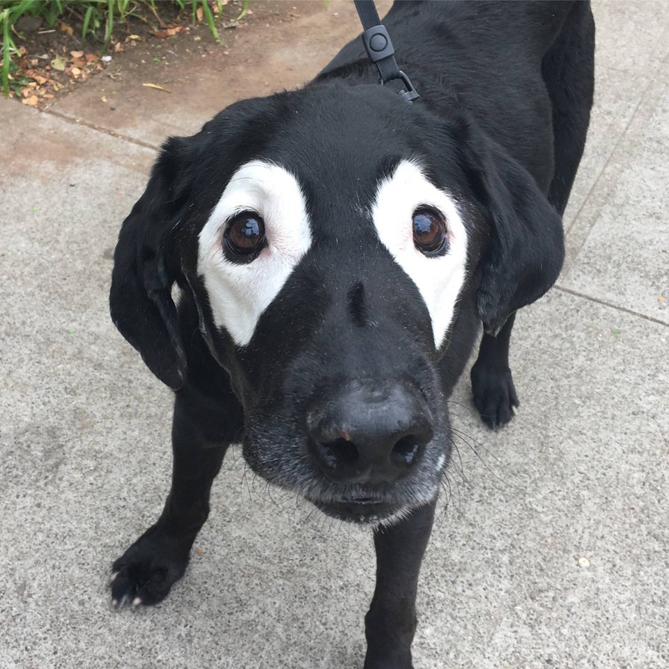 Un labrador de 14 ani cu vitiligo