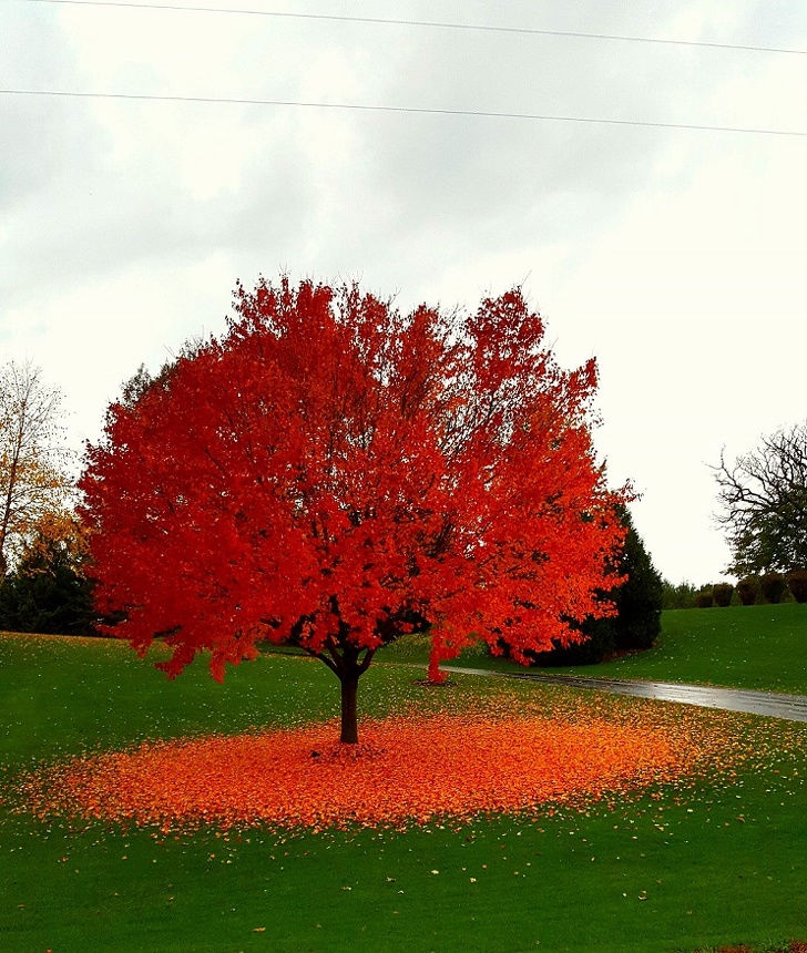Covor de flori cazute la baza copacului in Wisconsin