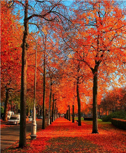 Aleea portocalie si rosiatica din Amsterdam