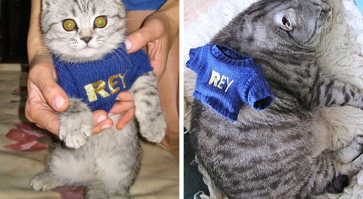 Acelasi pulover, aceeasi pisica
