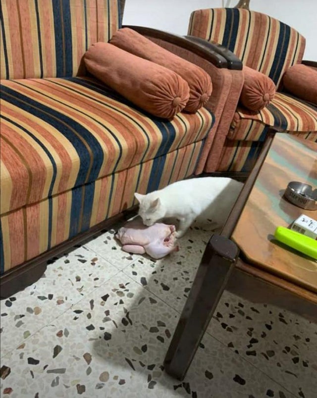 Pisica aceasta are un obicei de a vizita vecinii, iar acum s-a intors cu o gustare