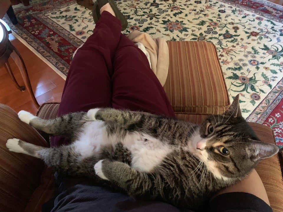 O pisicuta timida care incearca sa se acomodeze cu stapanul sau