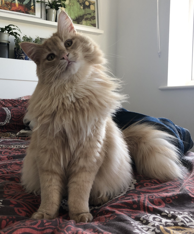 Stapana l-a rugat sa pozeze pentru aniversarea lui