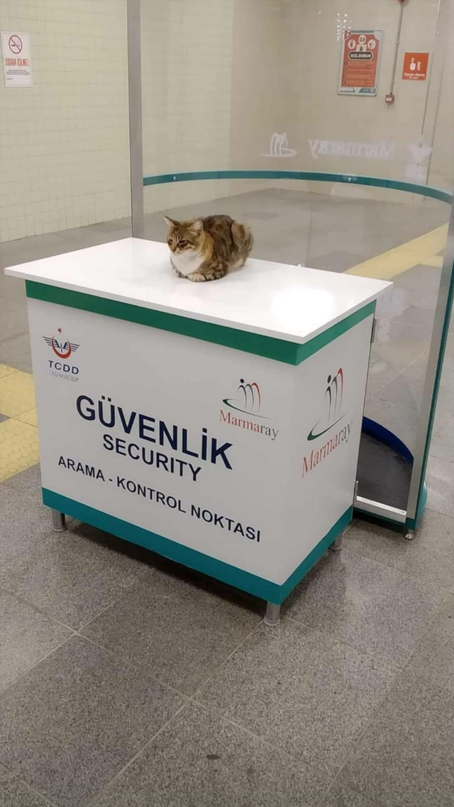 Cel mai simpatic agent de paza