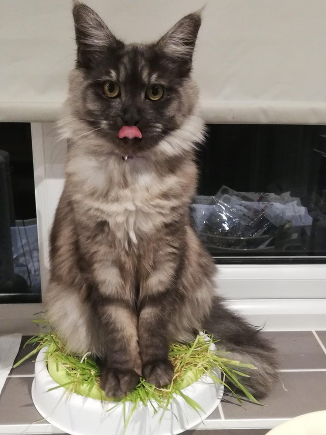 Stapana nu intelegea de ce era turtita iarba