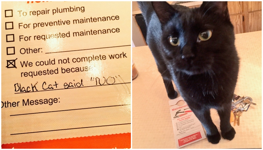 Oamenii de la mentenanta nu au fost lasati de pisica sa intre in casa