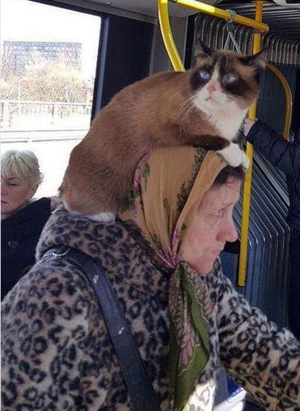 "Timpul petrecut cu pisicile nu este niciodata timp pierdut" (Sigmund Freud)