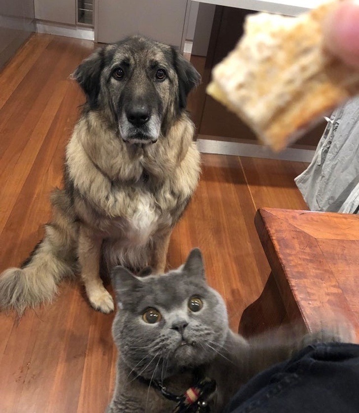 In timp ce unele animale asteapta rabdatoare sa primeasca mancare, pisicile isi fac poftele singure