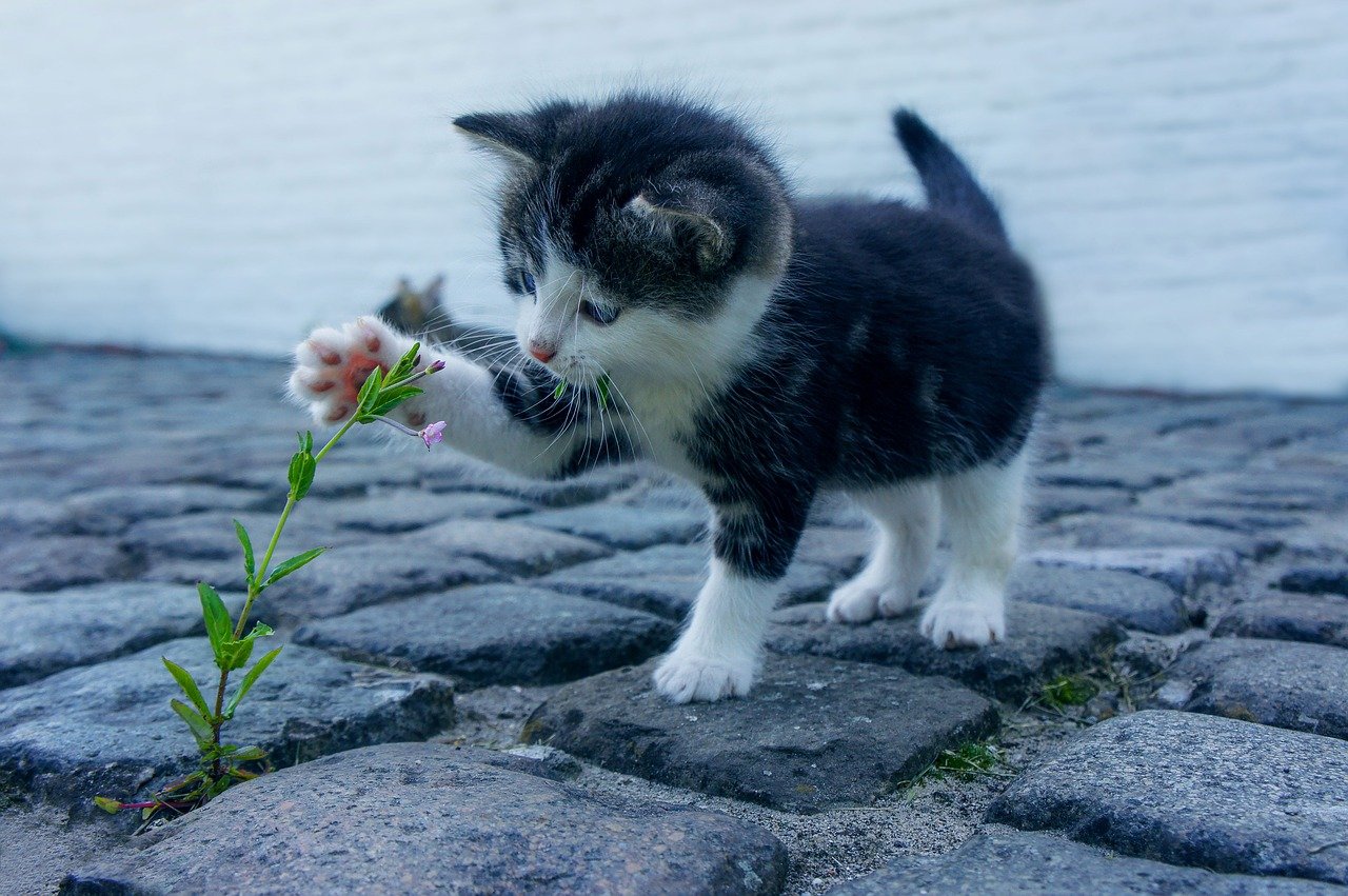 Ce e mai dragut decat o pisica? Mai multe pisici!