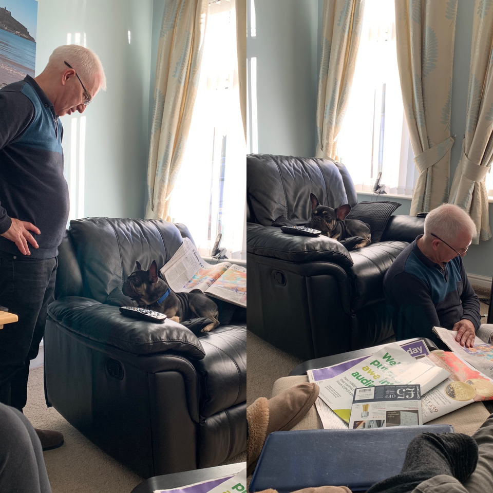 A plecat pentru cateva minute, iar cainele i-a luat locul pe fotoliu