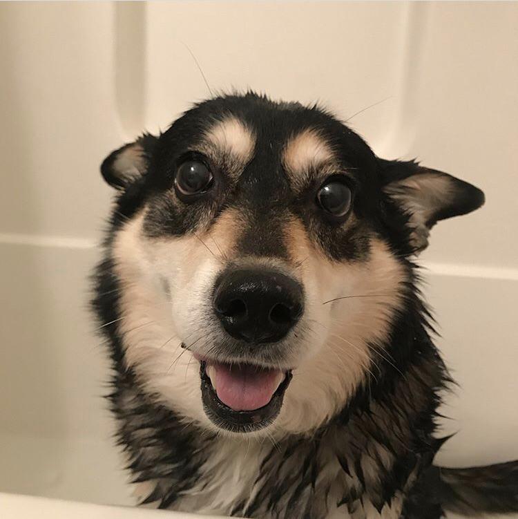 Catelusa are 12 ani si multe amintiri impreuna cu stapana sa