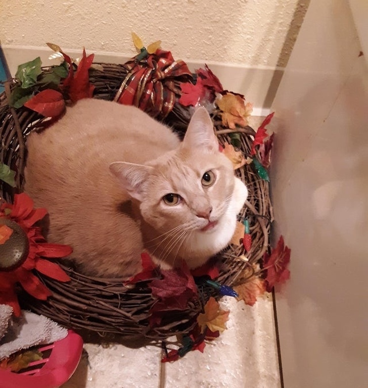 Si-a gasit un loc nou in care poate sa doarma