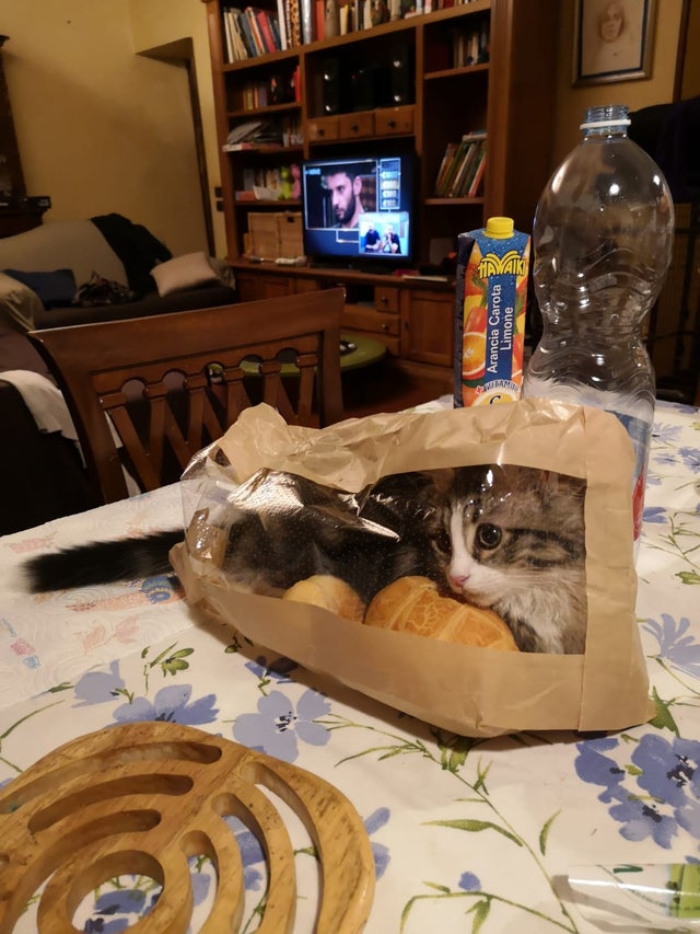 A decis sa se bage in punga cu paine pentru ca... de ce nu?