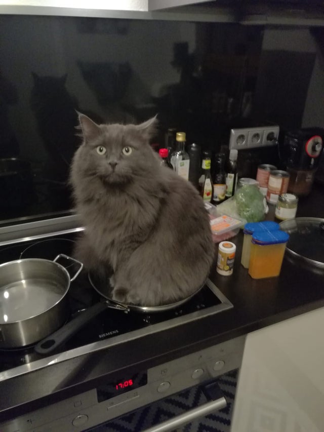 Nici macar nu se deranjeaza sa se dea la o parte pentru ca stapanul sa poata gati
