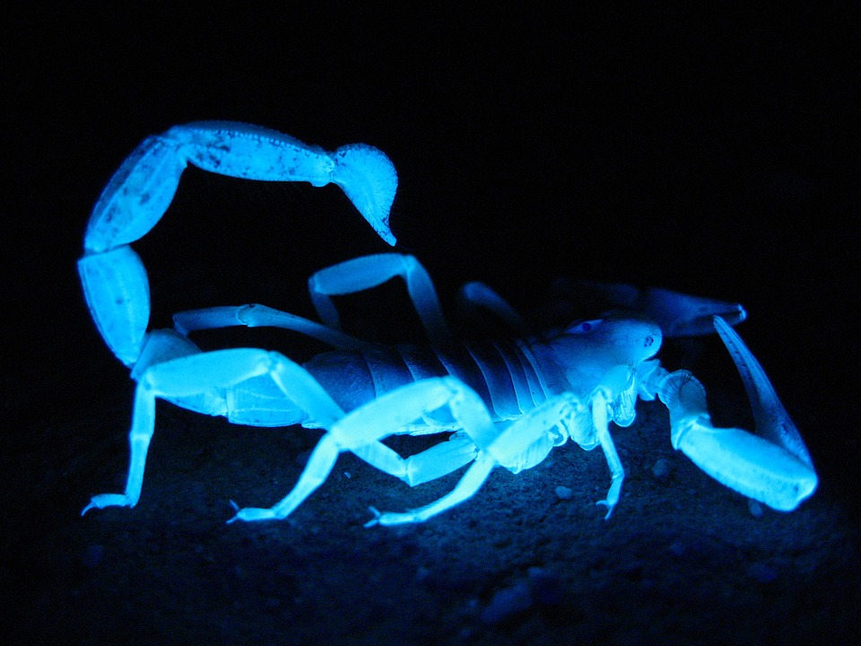 Stiai ca scorpionii stralucesc in lumina UV?