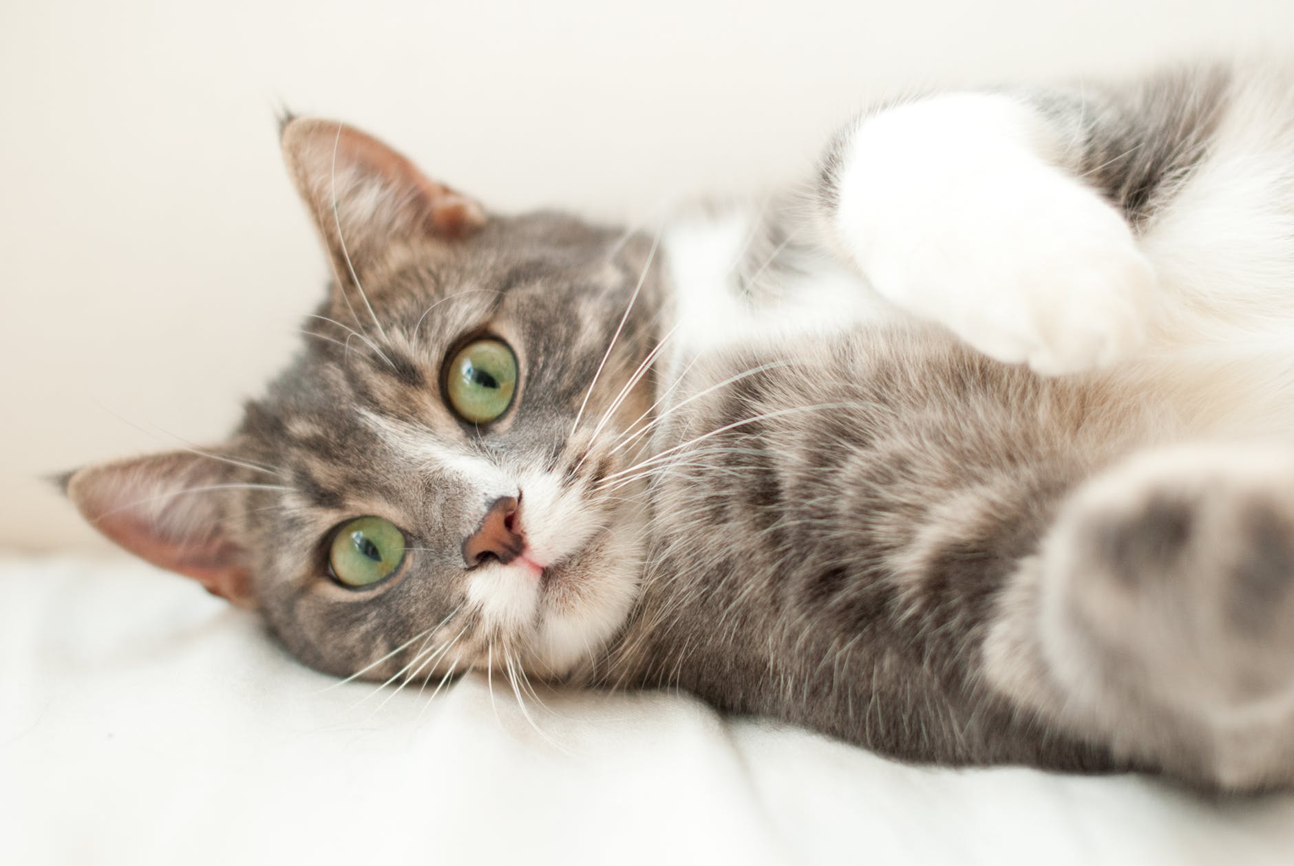 Expresie de-a dreptul amuzanta