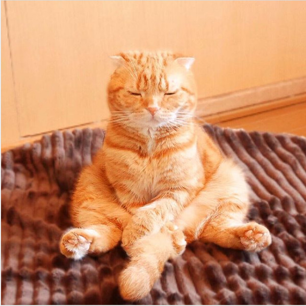 Mediteaza la urmatoarea gustare pe care o va primi