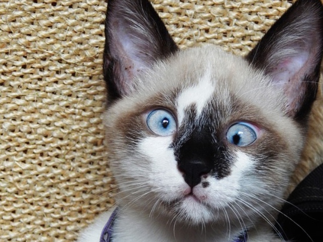 Daca te uiti crucis, privirea iti va ramane asa